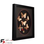 تابلو مس شش پروانه